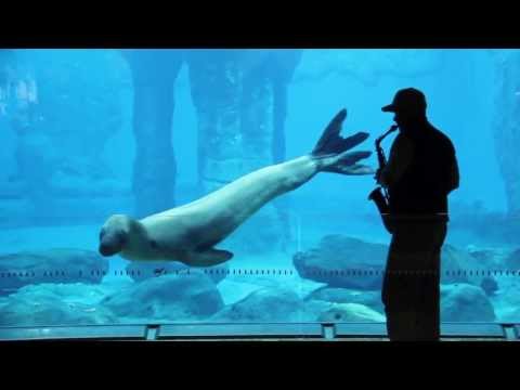 Taronga Zoo's Leopard Seal Serenaded by a Saxophone