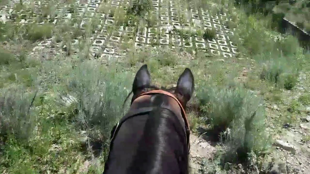 Horse camping in the Gila