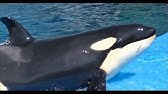 シャチの赤ちゃん 名前はリンちゃん 名古屋港水族館 大人のマネをしている様子 Youtube シャチの赤ちゃん 名前はリンちゃん 名古屋港水族館 大人のマネをしている様子 Youtube