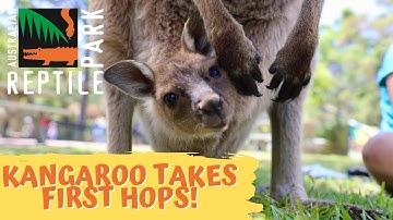 KANGAROO JOEY TAKES FIRST WOBBLY HOPS! | The Australian Reptile Park