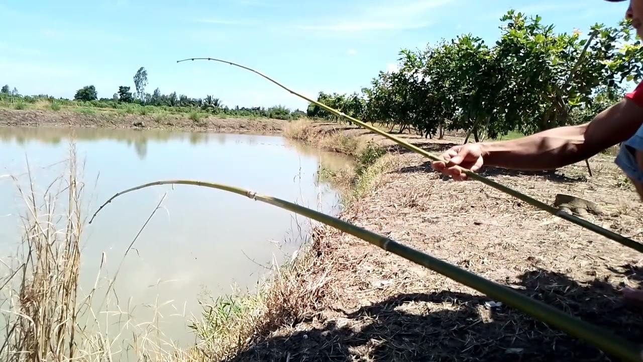 câu cá mè vinh với bạn cá ăn thấy mê - youtube