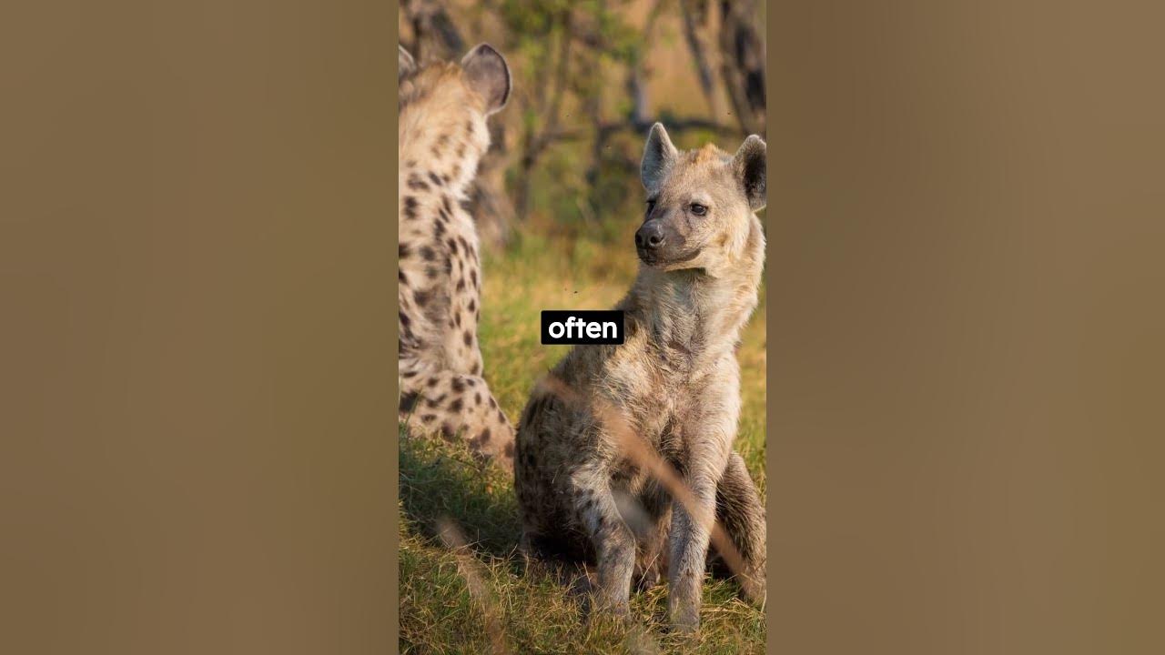 Female hyenas have pseudo-penises, often larger than males. ||10 facts