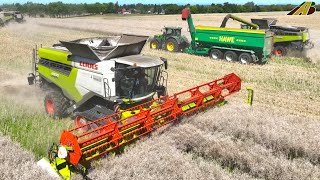 Rapsernte 2023 - 3 Mähdrescher, Traktor & LKW Landwirtschaft Gut Hohen Luckow German farming harvest