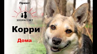 Взять собаку из приюта Корри. Приют ЗООРАССВЕТ