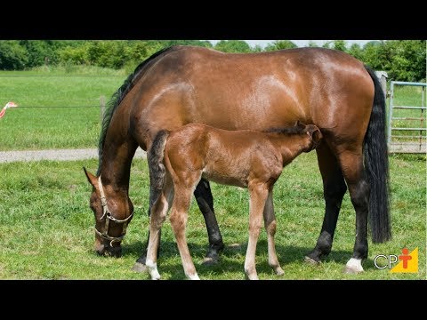 Curso a Distância Inseminação Artificial em Equinos