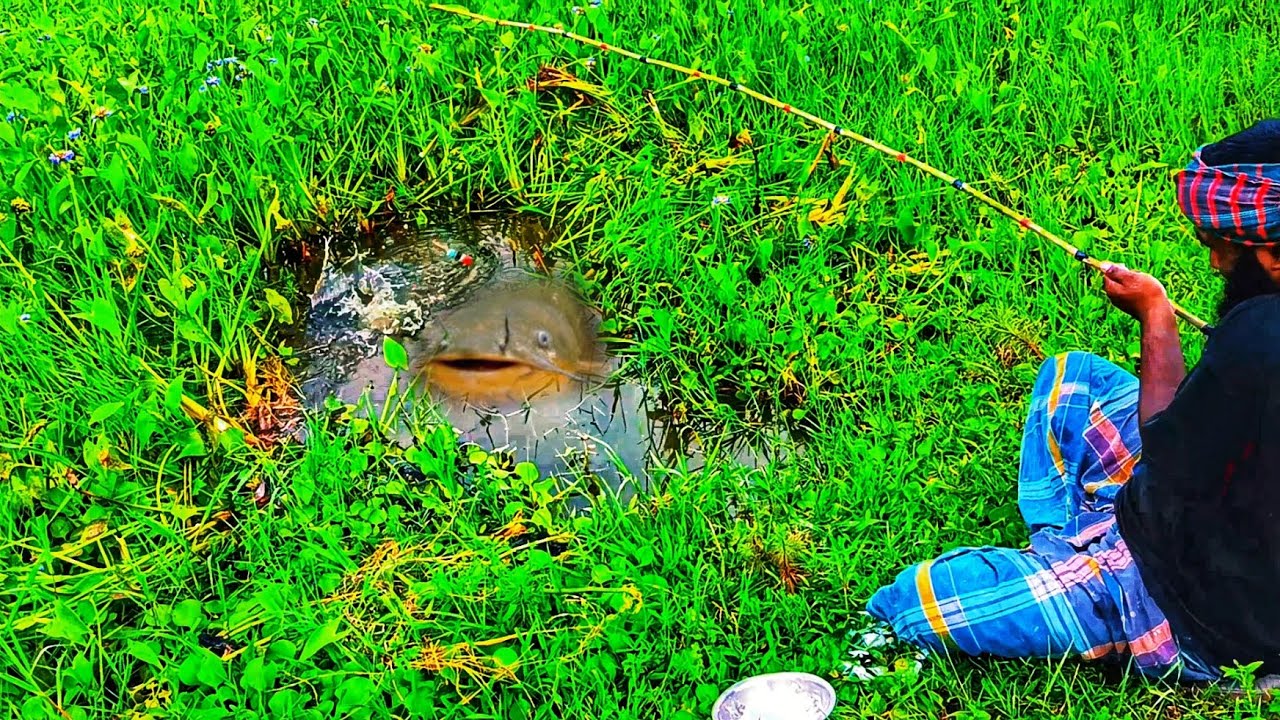 Wow!! Amazing boy catching fish by hook.Traditional boy catching big fish by hook in the phond