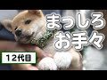 まるで靴下？豆助の真っ白手足【柴犬・豆柴】