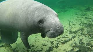 Manatee Roll Call