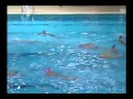 Crvena Zvezda si prepara allo scontro con la Pro Recco (Video match completo)