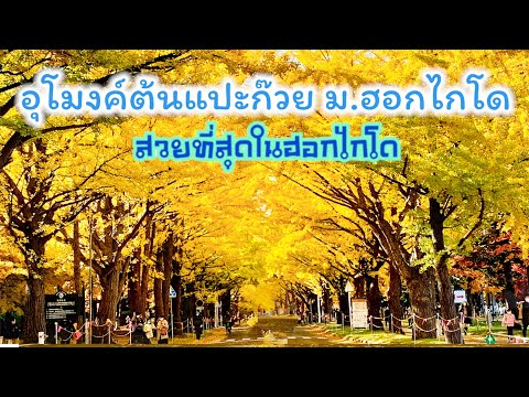 เที่ยวญี่ปุ่น ดูใบไม้เปลี่ยนสีที่ฮอกไกโด