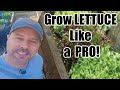 How to Grow Lettuce // Seed to Harvest // Complete Growing Guide