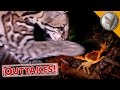 Ocelot vs Crab!