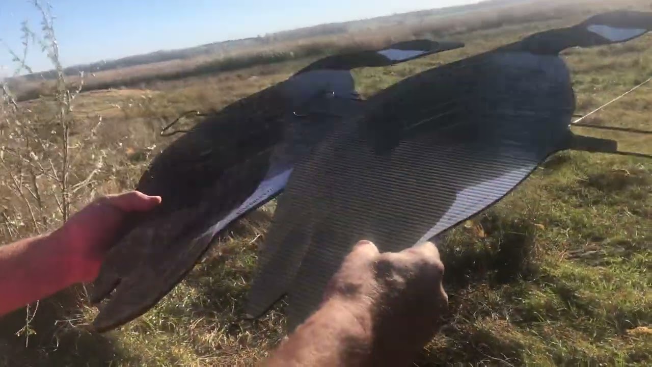 Sillosock Silhouette Goose Decoys Fully flocked vs No flocking shine