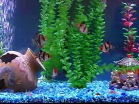 aquarium w/tiger barbs, glofish and cory catfish