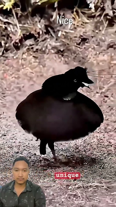 Why Does This Bird Dance Like That?