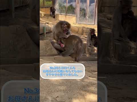 【高尾山さる園】日陰で休むテント親子　SNOWMONKEY