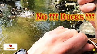 Giant TROUT & STUPID Ducks !!! What The Heck !!!