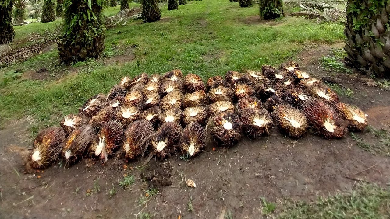 Waw || Panen kelapa sawit tetap jos di bulan ramadhan 