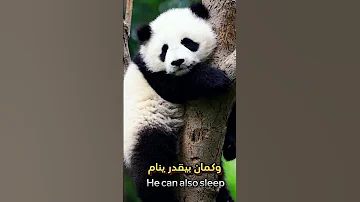 معلومات غريبة عن دب الباندا 