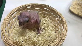 ズグロシロハラインコ里親 Youtube