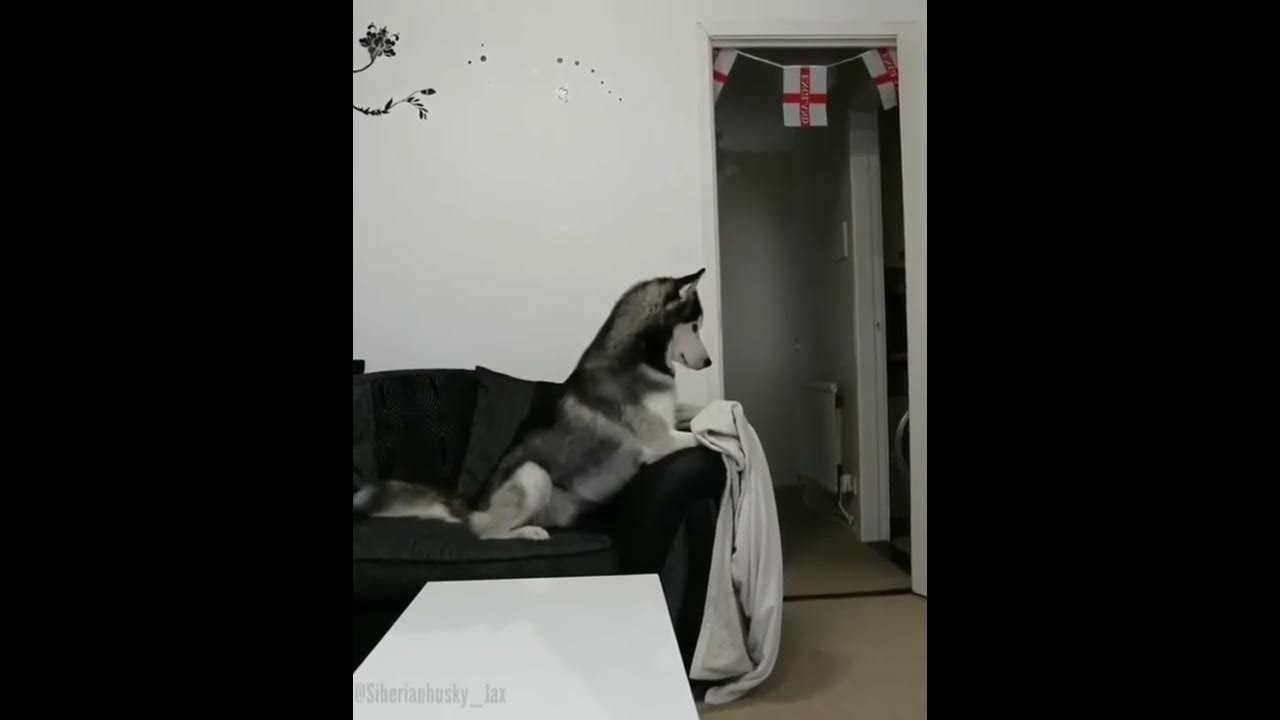 Dog Reacts To Owner Disappearing Behind Blanket Vine 😂😅 YouTube