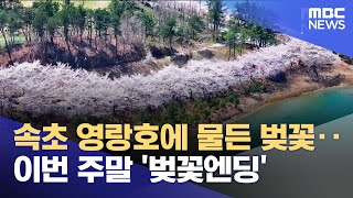 속초 영랑호에 물든 벚꽃‥ 이번 주말 '벚꽃엔딩' (2025.04.11/뉴스데스크/MBC강원영동)