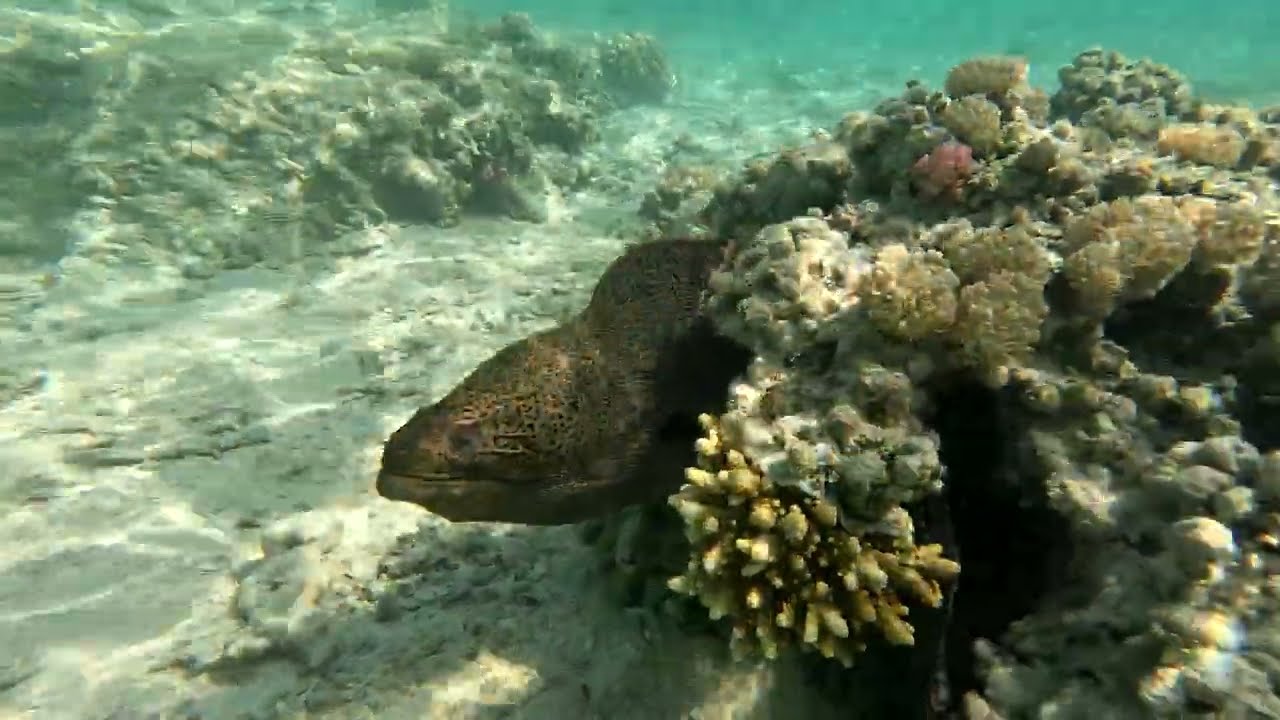 Giant Moray (Óriás muréna) Snorkeling in Red Sea, Marsa Mubarak, Egypt, 2023.10.