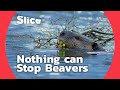 How Do Beavers Build a Dam | SLICE