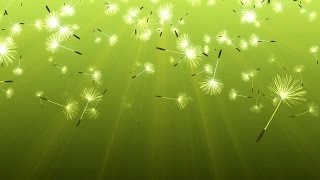 Drifting Dandelion Seeds Background Loop - Free HD Video Background screenshot 2