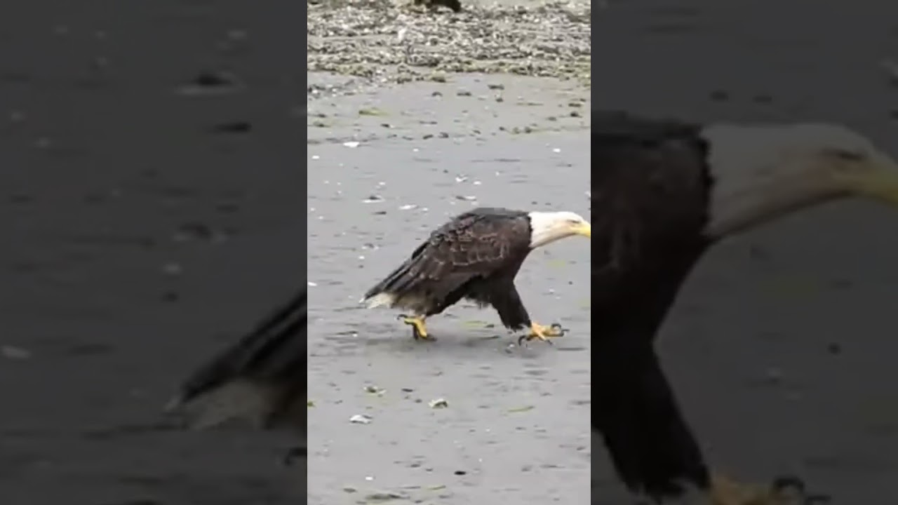 Running Eagle
