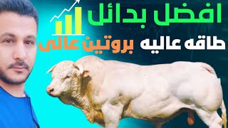 بدائل الاعلاف و الذره ؟ البطاطا الحلوه للعجول التسمين والإبقار الحلاب