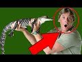 How to ENERGIZE a Room (STEVE IRWIN Charisma Analysis)