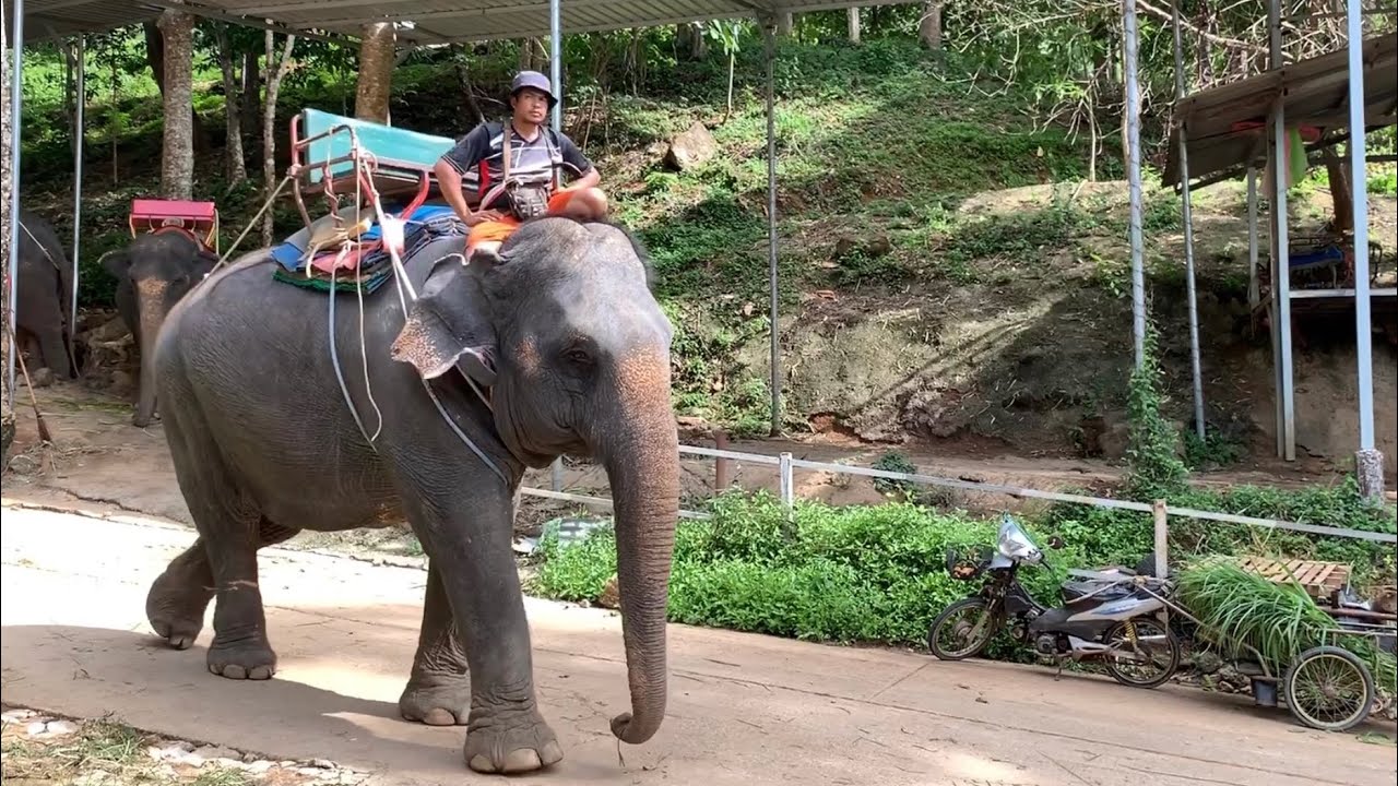 Yusuf file bindi gezintiye çıktı🐘😍 Sonra da muz verdi karnını doyurdu😄