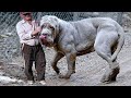 Такие Огромнейшие Собаки Рождаются Раз в Тысячу Лет! Топ 10