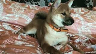 Shiba inu. Сиба ину Васаби. Реакция на кошку.