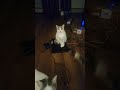 Teriyaki the cat #allyourcatcanwatch