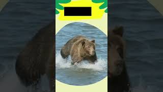 Different Types Of Bears From Around the World #shorts #facts