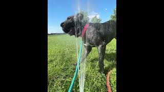 Meet Milkyway A Terrier, American Pit Bull Currently Available For Adoption 6242025 91539 Am