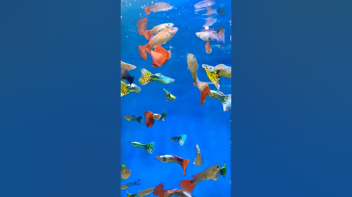 #peixes #peixesdeaquarios #guppy #lebiste #aquariobonito #aquarismobrasil #aquário #peixeornamental