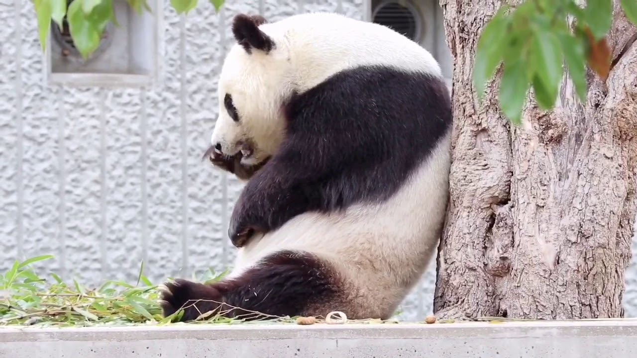 ②2019/4/29タンタン写真【王子動物園・パンダ】 | はるパンダのブログ
