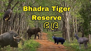 Superb Bhadra Forest Safari | കാട്ടു മൃഗങ്ങൾ വിരുന്നൊരുക്കിയ സഫാരി