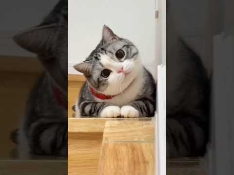 Cat videos cute cats and kittens 😻🐾