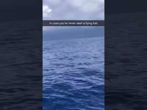 FLYING FISH GOES FASTER THAN BOAT!