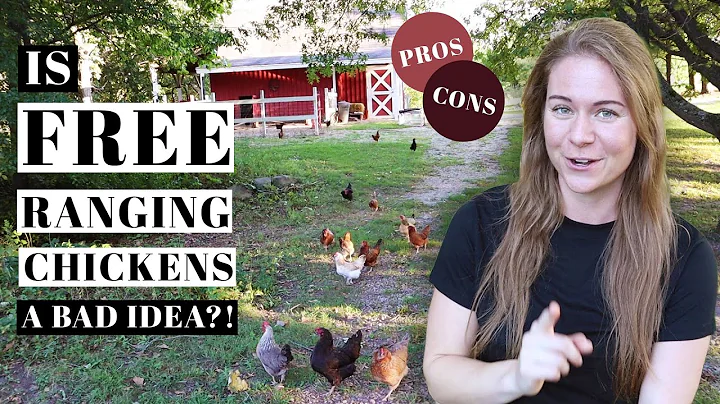 What makes chicken free range? (2023)