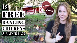 FREE RANGING CHICKENS 101 | How To Train Backyard Poultry | PROS & CONS | Caring For Egg Laying Hens