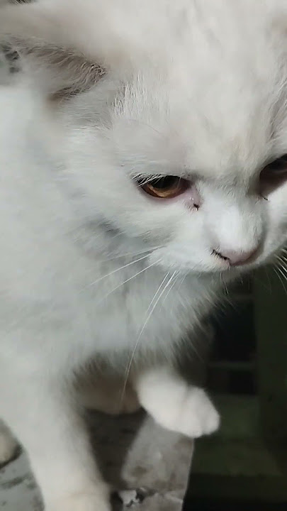 bratinela sungit