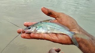 टेंग्रा मासे पकडणे टेंग्रा मासे शिकार | टेंग्रा मासे | Tengra Fish catch | Tengra Fish Hunting