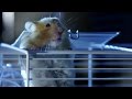 Hamster's great escape | Pets - Wild at Heart: Episode 2 preview | BBC One