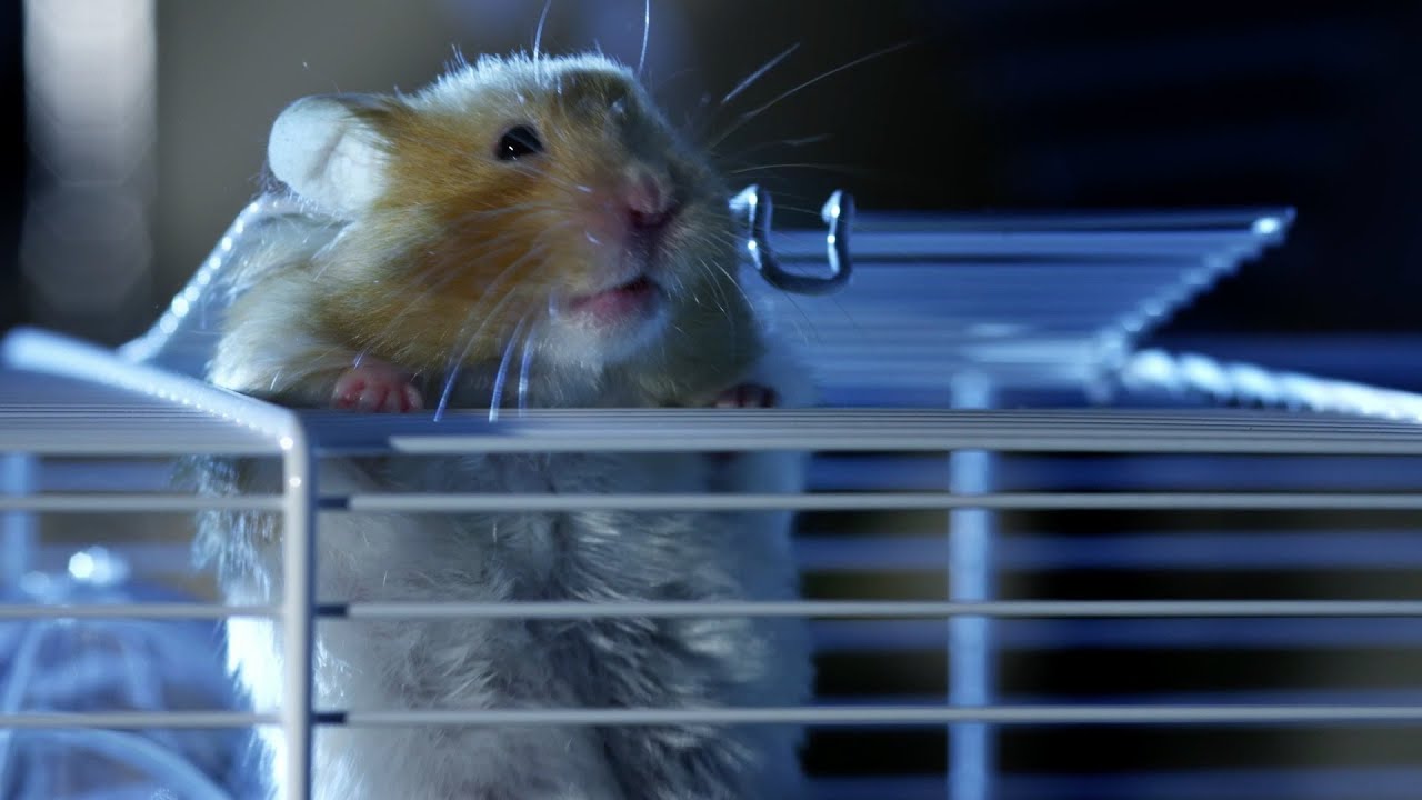 Hamster Sex Tub