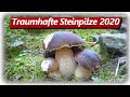 STEINPILZ WAHNSINN 2020 Teil 1 | Speisepilze sammeln im September